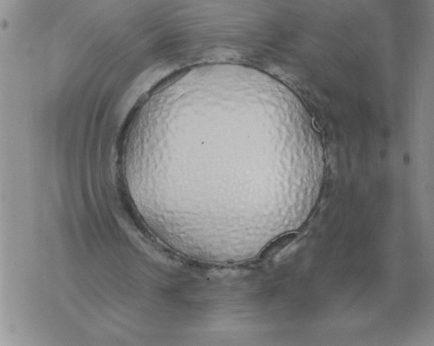 X0000071830242200607290049