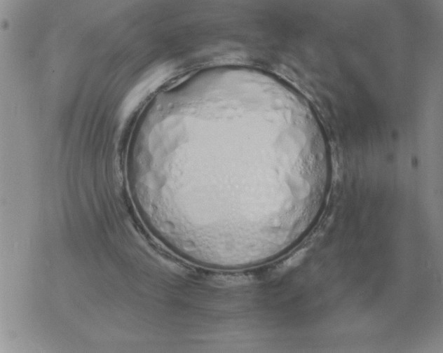 X0000071830245200607290049