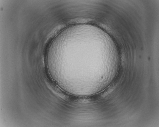 X0000071830254200607290049