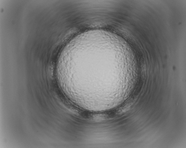 X0000071830268200607290049