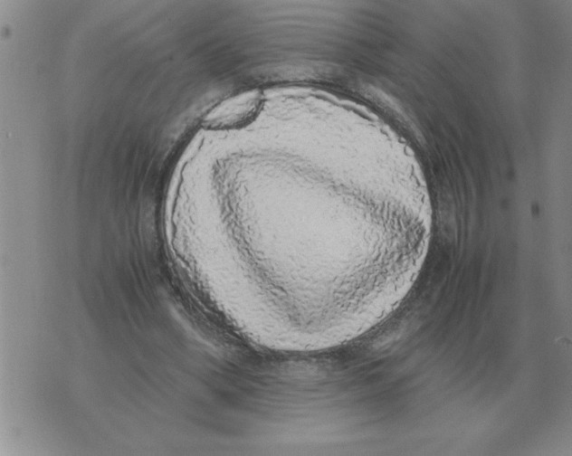 X0000071830394200607290047