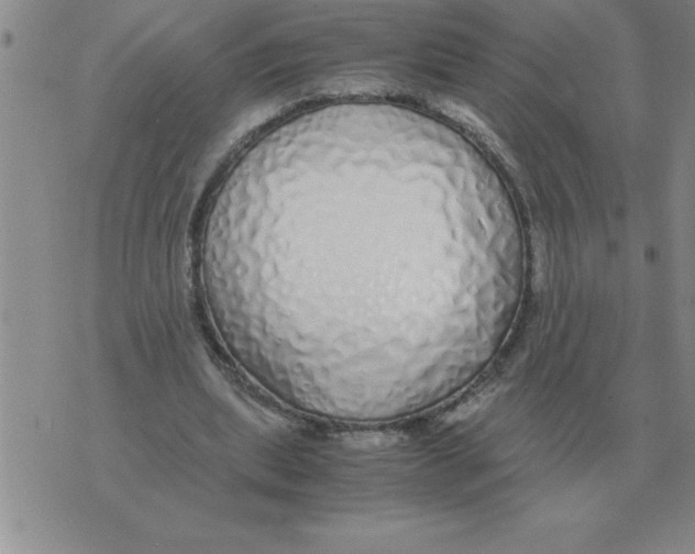 X0000071830439200607290046