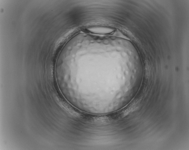 X0000071830446200607290046