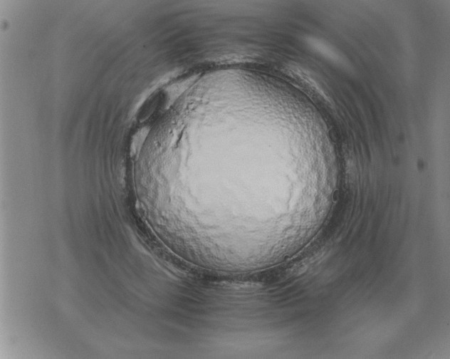 X0000071830539200607290044
