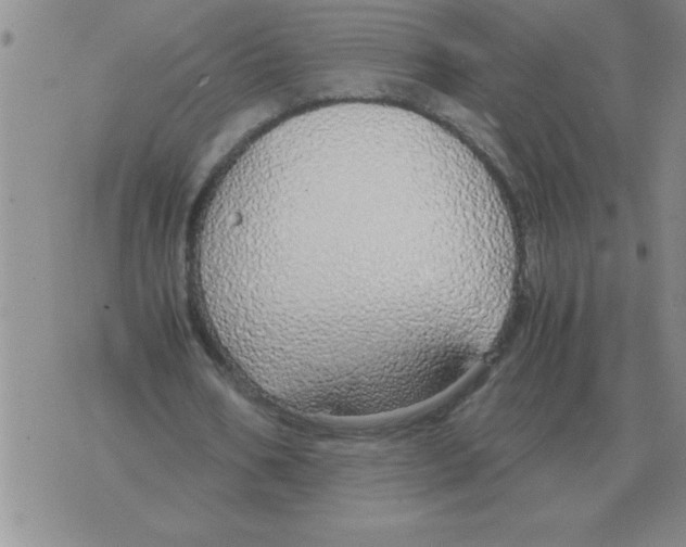 X0000071830578200607290044