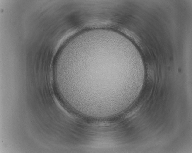X0000071830582200607290044