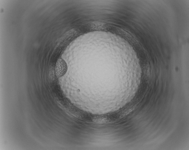 X0000071830602200607290044