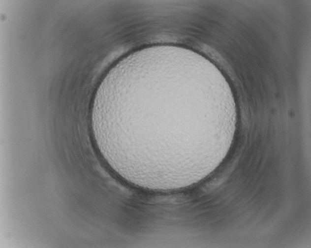 X0000071830625200607290043