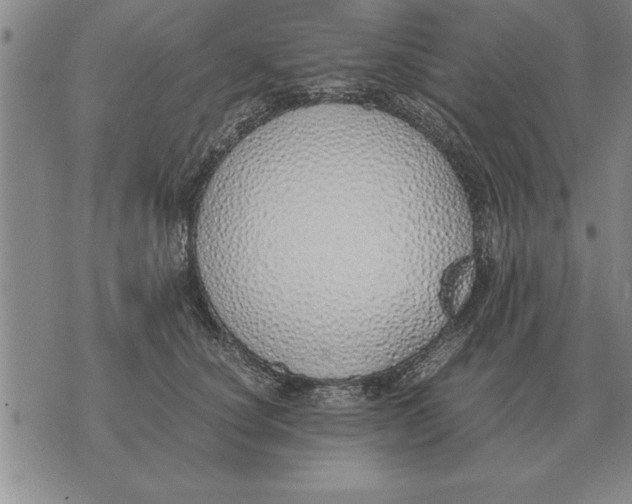 X0000071830660200607290043