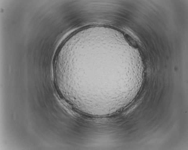 X0000071830940200607290039