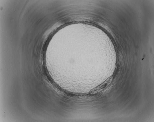 X0000071830979200607290038