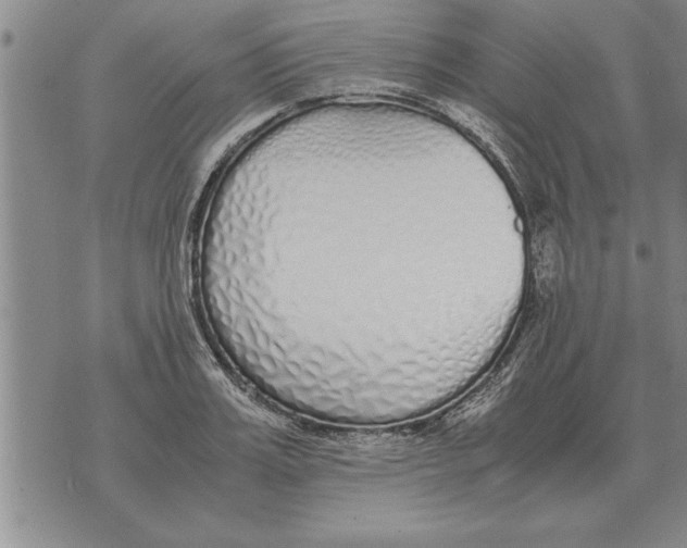 X0000071830987200607290038