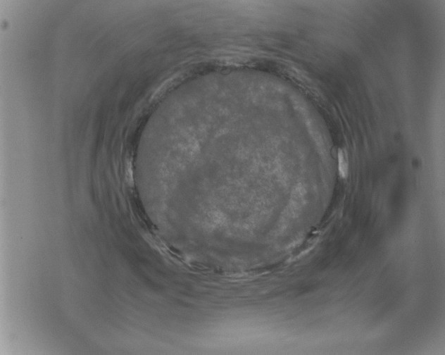 X0000071831155200607290035