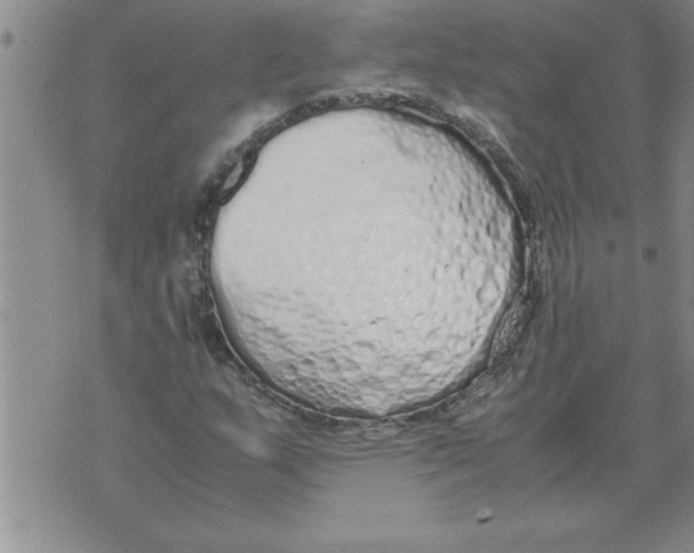 X0000071831159200607290035