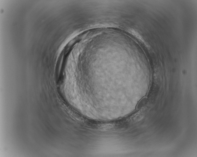 X0000071831173200607290035