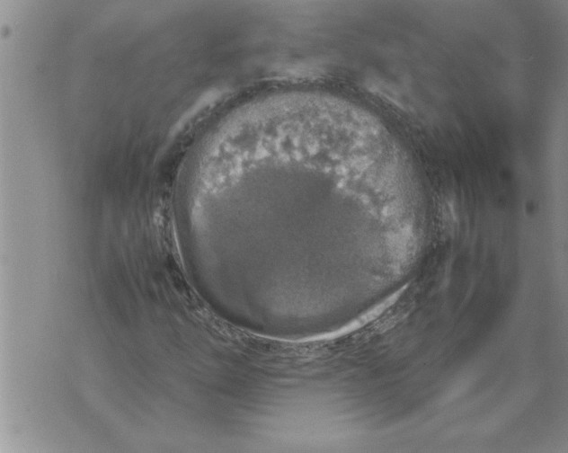 X0000071831254200607290033