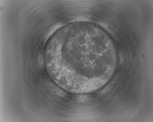 X0000071831266200607290033