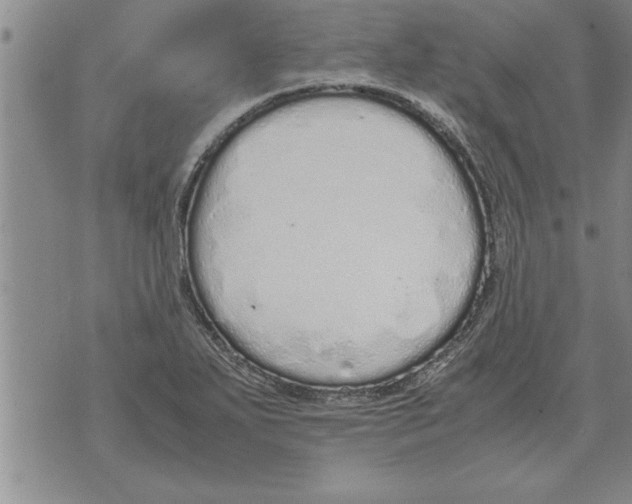 X0000071831271200607290033