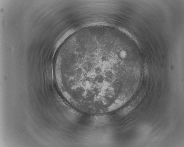 X0000071831274200607290033