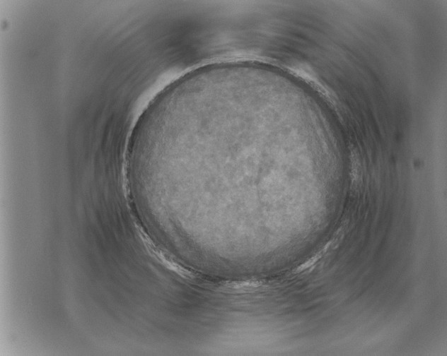 X0000071831278200607290033