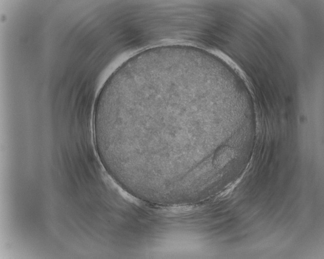 X0000071831294200607290033