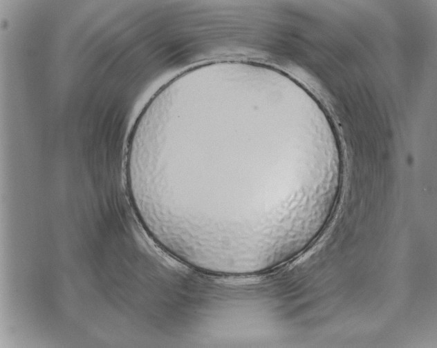 X0000071831296200607290033