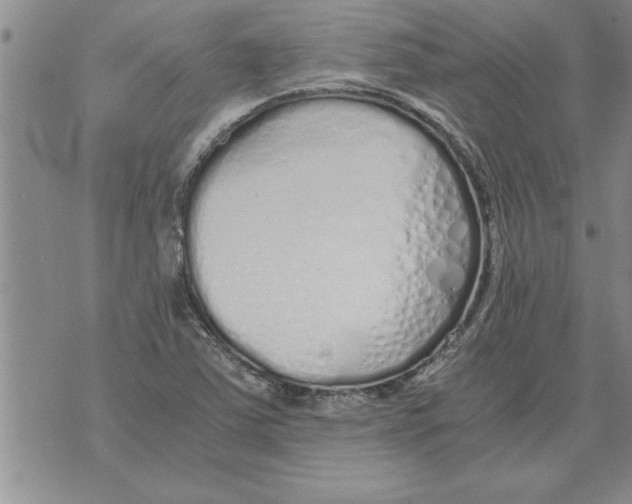 X0000071831363200607290032