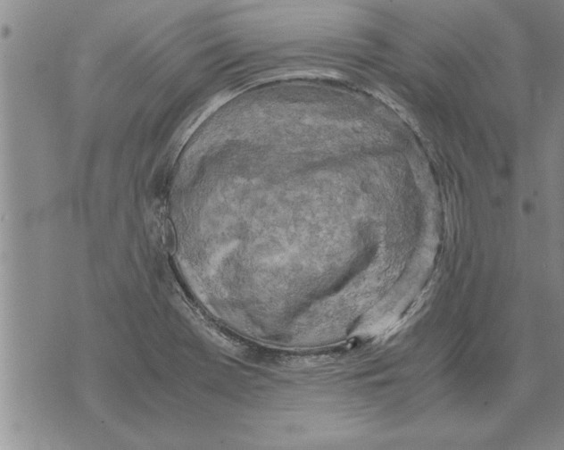 X0000071831369200607290032