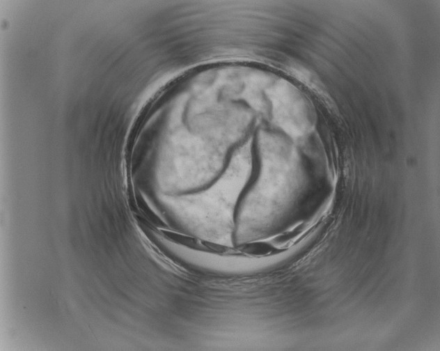 X0000071831372200607290031