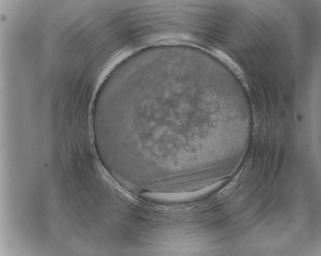 X0000071831384200607290031