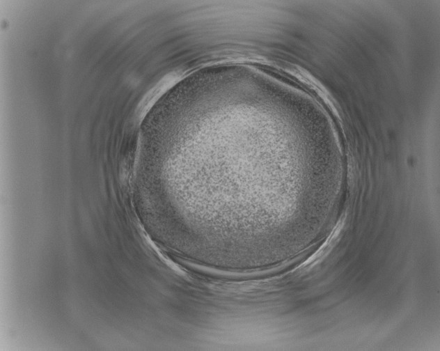 X0000071831385200607290031