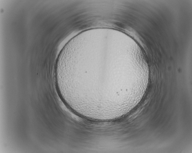 X0000071831387200607290031