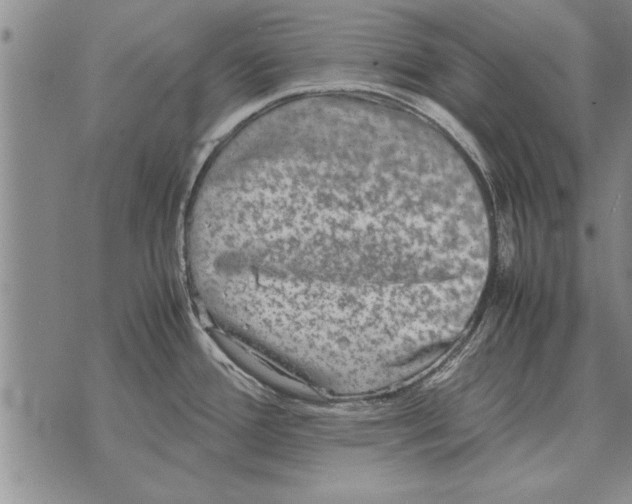 X0000071831388200607290031