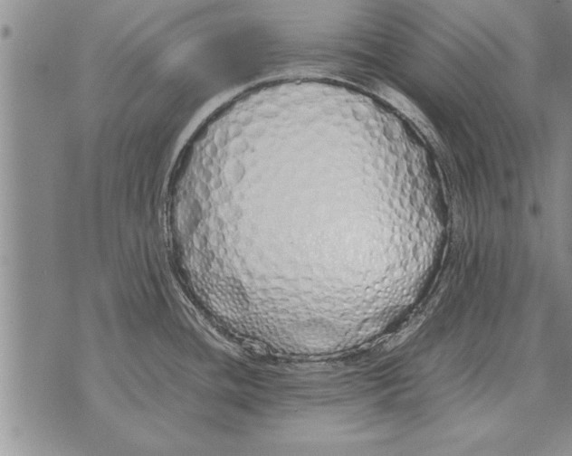 X0000071831436200607290031