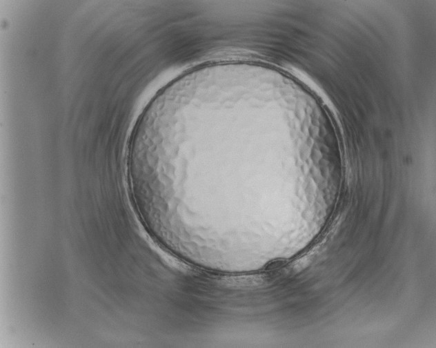 X0000071831437200607290031