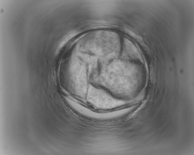 X0000071831453200607290030