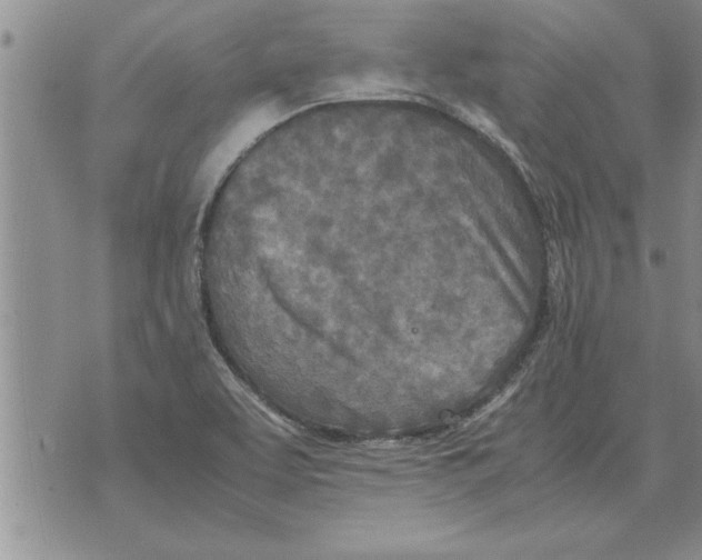 X0000071831463200607290030