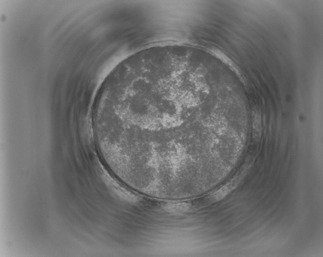 X0000071831466200607290030