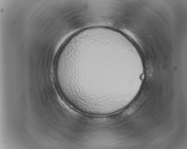 X0000071831468200607290030