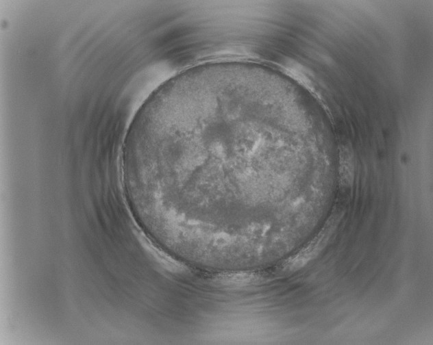 X0000071831474200607290030