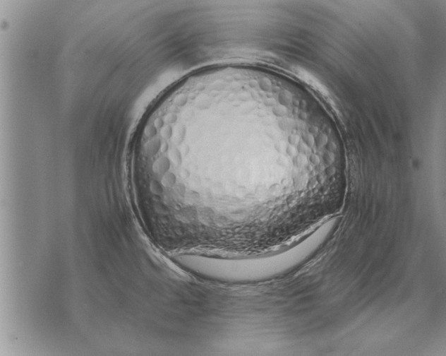 X0000071831480200607290030