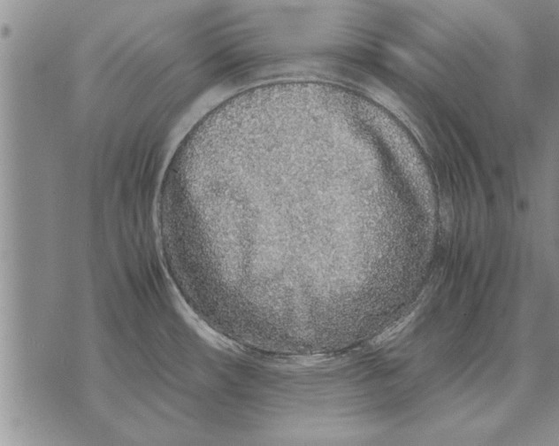 X0000071831482200607290030