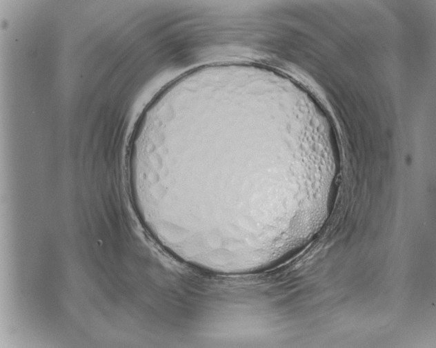 X0000071831488200607290030