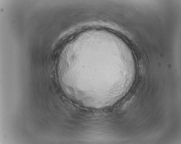 X0000071831494200607290029