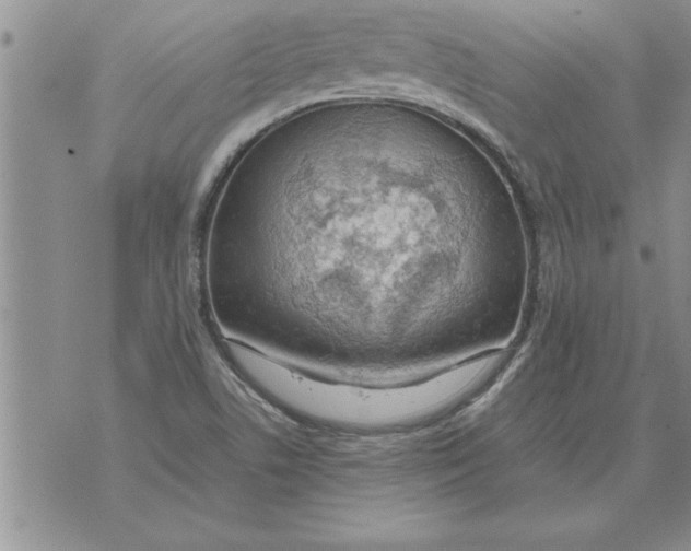 X0000071831506200607290029