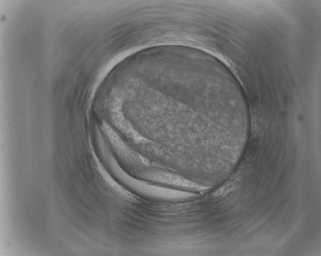 X0000071831515200607290029