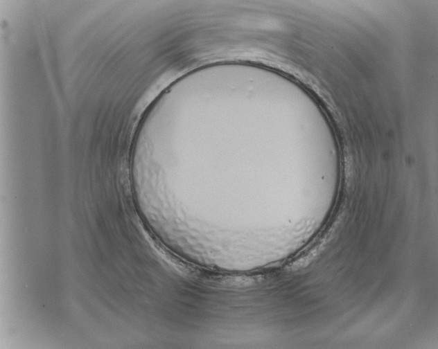 X0000071831521200607290029