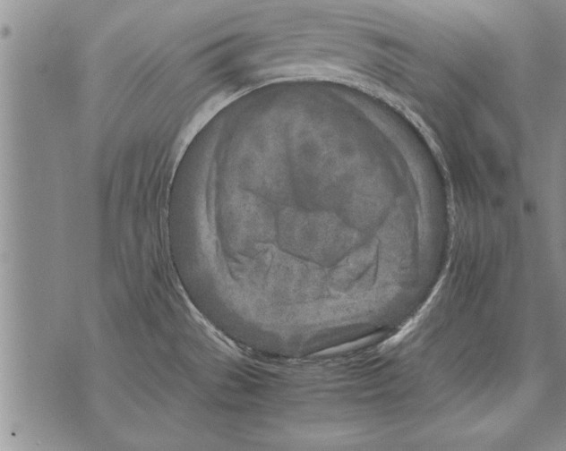 X0000071831529200607290029