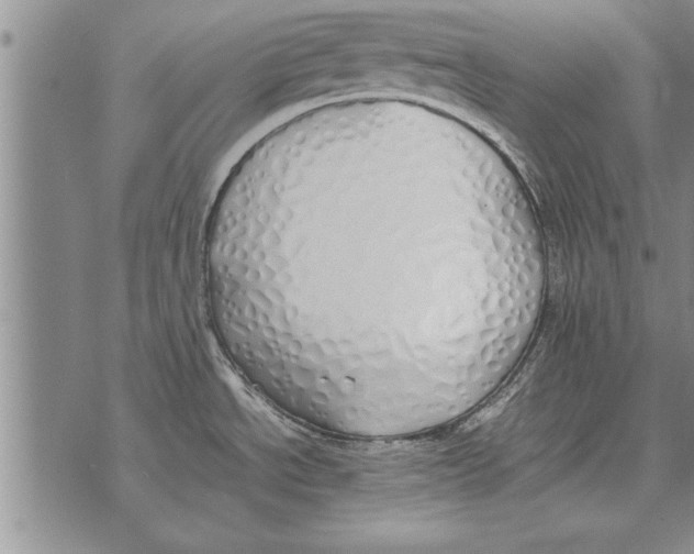 X0000071831534200607290030