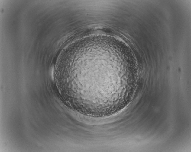 X0000071840047200606301323